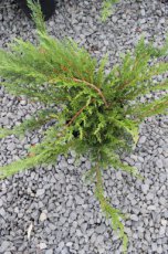 Juniperus sabina ‘Tamariscifolia’ | Jeneverbes 25-30 C