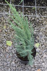 Juniperus scopulorum ‘Blue Arrow’ | Jeneverbes 50-60 C