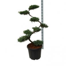 Juniperus squam. ‘Blue Carpet’ - bonsai 100+ Juniperus squamata ‘Blue Carpet’ - bonsai | Jeneverbes 100+
