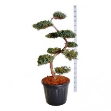 Juniperus squam. ‘Blue Carpet’ - bonsai 125+ Juniperus squamata ‘Blue Carpet’ - bonsai | Jeneverbes 125+