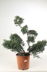 Juniperus squam. ‘Blue Carpet’ - bonsai 60+ Juniperus squamata ‘Blue Carpet’ - bonsai | Jeneverbes 60+