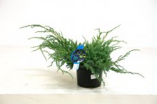 Juniperus squamata ‘Blue Carpet’ 50/60 C10 Juniperus squamata ‘Blue Carpet’ | Jeneverbes 50-60 C10