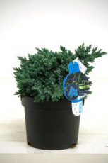 Juniperus squamata ‘Blue Star’ 30/40 C5 Juniperus squamata ‘Blue Star’| Jeneverbes 30-40 C5