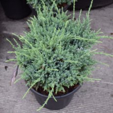 Juniperus squamata ‘Holger’ | Jeneverbes 40-50 C5