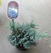 Juniperus squamata 'Tropical Blue' 15/20 C Juniperus squamata 'Tropical Blue' | Jeneverbes 15-20 C