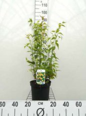 Kerria japonica ‘Pleniflora’ 50/60 C Kerria japonica ‘Pleniflora’ |GESCHIKT HOGE HAAG| Ranonkelstruik 50-60 C