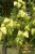 Koelreuteria paniculata 80/100 C Koelreuteria paniculata -Chinese vernisboom 80-100 C