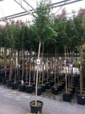 Lagerstroemia indica x fauriei 'Hopi' 8/10 HO C25 Lagerstroemia indica x fauriei 'Hopi'  8/10  HO C25  INDISCHE SERING