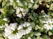 Lamium maculatum ‘White Nancy’ Lamium maculatum ‘White Nancy’ | Dovenetel 15 P9