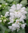 Lamium maculatum ‘White Nancy’ Lamium maculatum ‘White Nancy’ | Dovenetel 15 P9