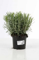 Lavandula ang. ‘’Dwarf Blue"- 24 st. C1.5 Lavandula angustifolia ‘’Dwarf Blue"- 24 STUKS - Lavendel  20-25  C1.5