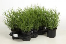 Lavandula ang.‘Munstead’ 20/25 24 st C1.5 Lavandula angustifolia  ‘Munstead’ - 24 STUKS - Lavendel  20-25  C1.5