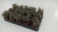 Lavandula angustifolia  ‘Dwarf Blue’ 100 st. Lavandula angustifolia  ‘Dwarf Blue’ 100 STUKS-Lavendel P9