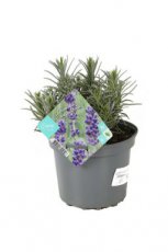 Lavandula angustifolia  ‘Dwarf Blue’ 20/25 C2 Lavandula angustifolia  ‘Dwarf Blue’ - Lavendel  20-25  C2