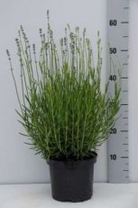Lavandula angustifolia  ‘Dwarf Blue’ 25/30 C3 Lavandula angustifolia  ‘Dwarf Blue’ - Lavendel 25-30  C3