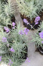 Lavandula angustifolia  ‘Dwarf Blue’ P9 Lavandula angustifolia ‘Dwarf Blue’ - Lavendel 30 P9