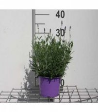 Lavandula angustifolia  ‘Hidcote’ 20/25 C1.5 Lavandula angustifolia  ‘Hidcote’ - Lavendel  20-25  C1.5