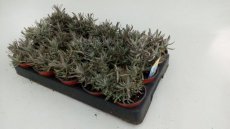 Lavandula angustifolia  ‘Hidcote’ 24 st. Lavandula angustifolia  ‘Hidcote’ - 24 STUKS - Lavendel P9