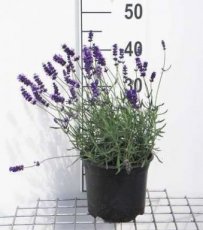 Lavandula angustifolia  ‘Hidcote’ 25/30 C3 Lavandula angustifolia  ‘Hidcote’ - Lavendel  25-30   C3