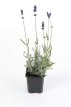 Lavandula angustifolia  ‘Hidcote’ P9 Lavandula angustifolia ‘Hidcote’ - Lavendel 40 P9
