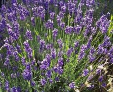 Lavandula angustifolia ‘Hidcote’ - Lavendel 40 P9