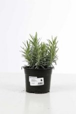 Lavandula angustifolia  ‘Munstead’ 20/25 C1.5 Lavandula angustifolia  ‘Munstead’ - Lavendel  20-25  C1.5