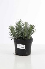 Lavandula angustifolia  ‘Munstead’ 25/30 C2 Lavandula angustifolia  ‘Munstead’ - Lavendel  25-30  C2