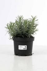 Lavandula angustifolia  ‘Munstead’ 25/30 C3 Lavandula angustifolia  ‘Munstead’ - Lavendel  25-30  C3
