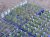 Lavandula angustifolia  ‘Munstead’ 24 st. Lavandula angustifolia  ‘Munstead’ - Lavendel  15 P9  PROMO  24 st.