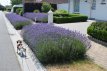 Lavandula angustifolia  ‘Munstead’ 15 P9 Lavandula angustifolia  ‘Munstead’ - Lavendel  15  P9