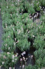 Lavandula angustifolia  ‘Rosea’ P9 Lavandula angustifolia  ‘Rosea’ - Lavendel 40 P9