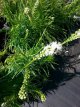 Liatris spicata ‘Floristan Weiss’ Liatris spicata ‘Floristan Weiss’ | Lampepoetser 50 P9
