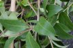 Ligustrum japonicum (leivorm) 10/12 C30 Ligustrum japonicum=WINTERGROEN (leivorm) 10/12 C30 | JAPANSE LIGUSTER