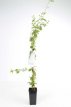 Lonicera brownii ‘Dropmore Scarlet’ 50/60 C Lonicera brownii ‘Dropmore Scarlet’ | Japanse kamperfoelie 50-60 C