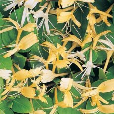 Lonicera japonica ‘Halliana’ Lonicera japonica ‘Halliana’| Kamperfoelie-Geitenbaard 175-200  C10