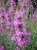 Lythrum salicaria Lythrum salicaria | Grote kattenstaart 100  P9