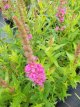 Lythrum salicaria ‘Robert’ Lythrum salicaria ‘Robert’ | Grote kattenstaart 70 P9