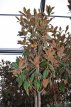 Magnolia grand. ‘Galissonière’ 8/10 HO C30 Magnolia grandiflora ‘Galissonière’  8/10 HO C30 - Beverboom