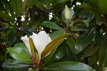 Magnolia grand. ‘Galissonière’ - 3 st. 8/10 H Magnolia grandiflora ‘Galissonière’ - 3 stuks 8/10 HO C30 - Beverboom