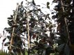 Magnolia grandiflora (leivorm) 8/10 C30 Magnolia grandiflora'Galissonière' =WINTERGROEN (leivorm) 8/10 C30 | TULPENBOOM