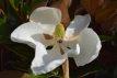 Magnolia grandiflora (leivorm) 8/10 C30 Magnolia grandiflora'Galissonière' =WINTERGROEN (leivorm) 8/10 C30 | TULPENBOOM