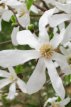 Magnolia kobus (meerstammig) 125/150 C35 Magnolia kobus (meerstammig) 125-150 C35 TULPENBOOM