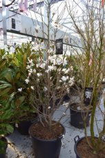 Magnolia kobus (meerstammig) 125-150 C35 TULPENBOOM