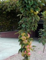 Malus domestica 'Pillar Apple' - patio Malus domestica 'Pillar Apple'| Patio-zuilappel 40-60 C3