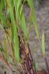Melica altissima ‘Atropurpurea’ 100 P9 Melica altissima ‘Atropurpurea’ | Parelgras 100 P9 (WINTERGROEN)