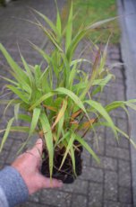 Melica altissima ‘Atropurpurea’ 100 P9 Melica altissima ‘Atropurpurea’ | Parelgras 100 P9 (WINTERGROEN)