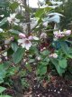 Michelia 'Fairy Magnolia Blush' 30/40 Michelia 'Fairy Magnolia Blush'®(= Micjur01) - PROMO - Bananenstruik 30-40 C3