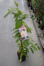 Michelia 'Fairy Magnolia Blush'®(= Micjur01) - PROMO - Bananenstruik 30-40 C3