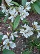 Michelia 'Fairy Magnolia Creme'® 30/40 Michelia 'Fairy Magnolia Creme'® - Bananenstruik 30-40 C3