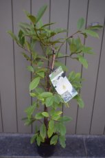 Michelia 'Fairy Magnolia Creme'® 30/40 Michelia 'Fairy Magnolia Creme'® - Bananenstruik 30-40 C3